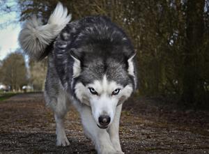 Cool Wolf Furious Look wolf wallpaper