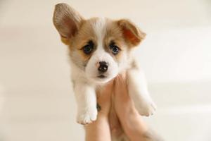 Corgi Pet Puppy Picture puppy wallpaper