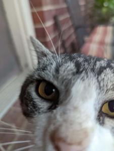 Corner Stare Cute Cat PFP cute cat pfp wallpaper