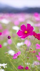 Cosmos Flower Field Beautiful Phone beautiful phone wallpaper