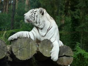 Courageous White Tiger Out in the Wild tiger wallpaper