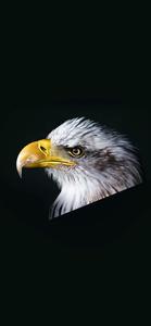Cruise through the sky with Eagle Iphone eagle iphone wallpaper