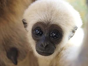Cuddle Up With Cuteness cute wallpaper