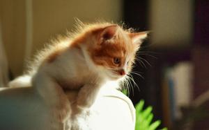 Curious Baby Cute Cat PFP cute cat pfp wallpaper