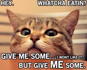 Curious Cat Funny Meme funny meme wallpaper
