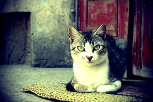 Curled Up Cute Cat PFP cute cat pfp wallpaper