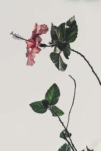 Cute Aesthetic pictures cute aesthetic wallpaper