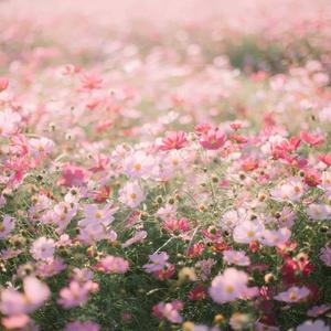 Cute Aesthetic pictures cute aesthetic wallpaper