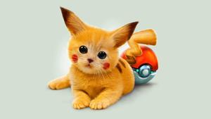 Cute and Cuddly Pikachu Cat pikachu wallpaper
