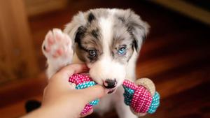 Cute Australian Shepherd Puppy Picture puppy wallpaper