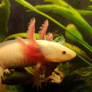 Cute Axolotl, underwater companion axolotl wallpaper