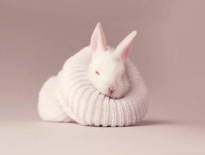 Cute Baby Bunny cute wallpaper