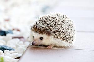 Cute Baby Hedgehog cute wallpaper