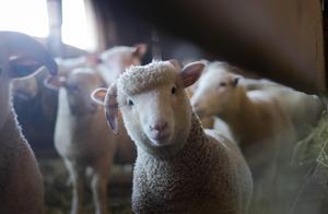Cute Baby Lamb cute wallpaper