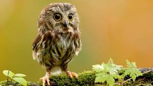 Cute Baby Owl cute wallpaper