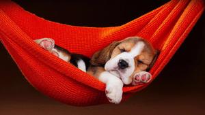 Cute Beagle on Hammock cute wallpaper