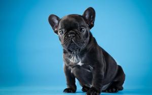 Cute Black Bulldog Puppy cute black wallpaper