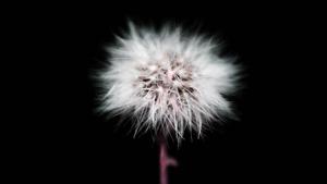 Cute Black Dandelion Flower cute black wallpaper