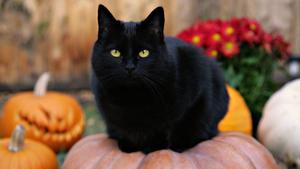 Cute Black Fluffy Cat cute black wallpaper