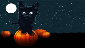 Cute Black Kitten On Pumpkin cute black wallpaper