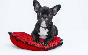 Cute Black Puppy cute black wallpaper