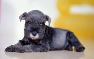 Cute Black Puppy Animal black wallpaper