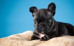 Cute Black Puppy On Pillow cute black wallpaper