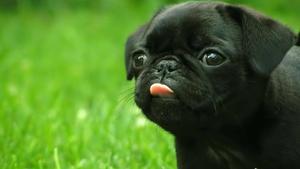 Cute Black Puppy Tongue Out cute black wallpaper