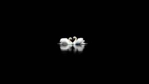 Cute Black Two Swans cute black wallpaper