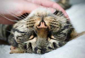 Cute Cat Aesthetic Being Pet By Hand cute cat aesthetic wallpaper