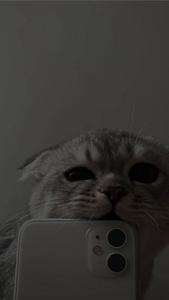 Cute Cat Aesthetic Biting Iphone 11 cute cat aesthetic wallpaper