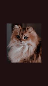 Cute Cat Aesthetic Blue Galaxy Eyes cute cat aesthetic wallpaper