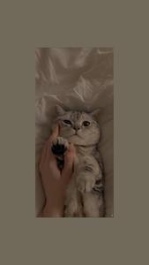 Cute Cat Aesthetic Cuddles And Play cute cat aesthetic wallpaper