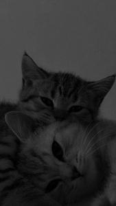 Cute Cat Aesthetic Cuddling Together cute cat aesthetic wallpaper