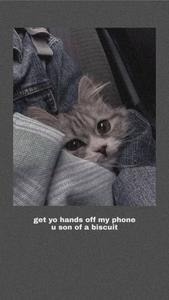 Cute Cat Aesthetic Funny Meme cute cat aesthetic wallpaper
