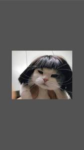 Cute Cat Aesthetic Funny Short Wig cute cat aesthetic wallpaper