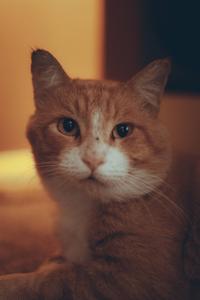 Cute Cat Aesthetic Ginger Tabby cute cat aesthetic wallpaper