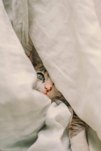 Cute Cat Aesthetic Hiding Under The Blanket cute cat aesthetic wallpaper