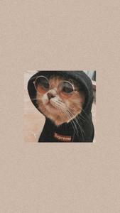 Cute Cat Aesthetic In Black Hoodie cute cat aesthetic wallpaper