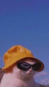 Cute Cat Aesthetic In Yellow Bucket Hat cute cat aesthetic wallpaper