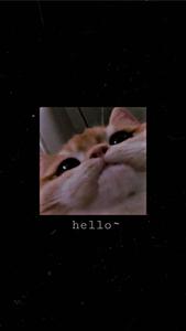 Cute Cat Aesthetic Low Angle View cute cat aesthetic wallpaper