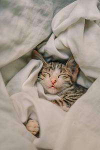 Cute Cat Aesthetic Mackerel Tabby cute cat aesthetic wallpaper