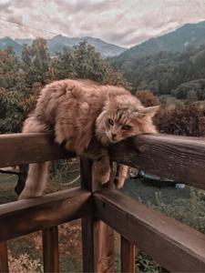 Cute Cat Aesthetic On A Railing cute cat aesthetic wallpaper