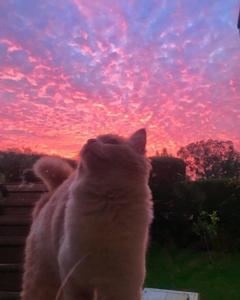Cute Cat Aesthetic Pastel Sky cute cat aesthetic wallpaper