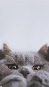 Cute Cat Aesthetic Peek-A-Boo cute cat aesthetic wallpaper