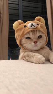 Cute Cat Aesthetic Rilakkuma Hat cute cat aesthetic wallpaper