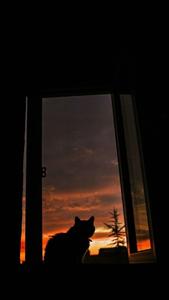 Cute Cat Aesthetic Twilight cute cat aesthetic wallpaper