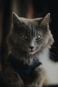 Cute Cat Aesthetic With Ash Gray Fur cute cat aesthetic wallpaper
