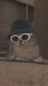 Cute Cat Aesthetic With Bucket Hat And Sunglasses cute cat aesthetic wallpaper