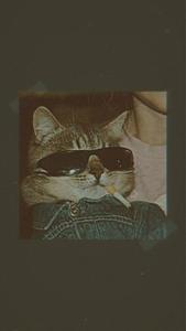 Cute Cat Aesthetic With Cigarette cute cat aesthetic wallpaper